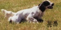 Setter Anglais RUBIS DE LA CHATAIGNERAIE D'ARGENT Setter Anglais RUBIS DE LA CHATAIGNERAIE D'ARGENT